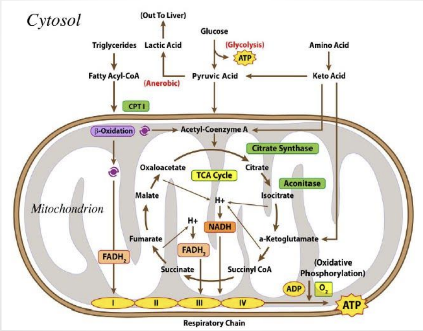 Catabolism